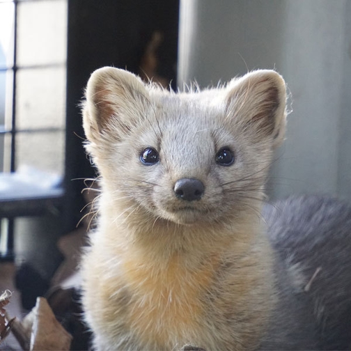 【楽パック】間近で見よう☆ワクワク旭山動物園入園券＆朝食付